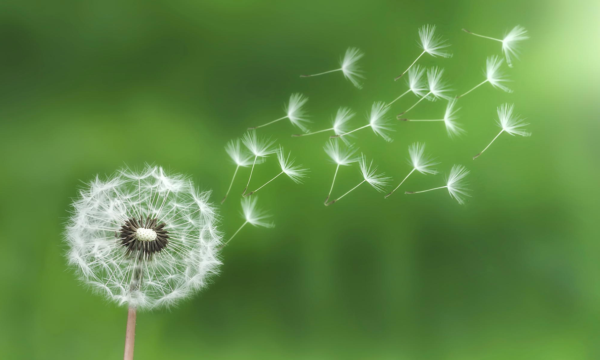 dandelion